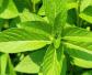 盆栽薄荷怎么养才好？