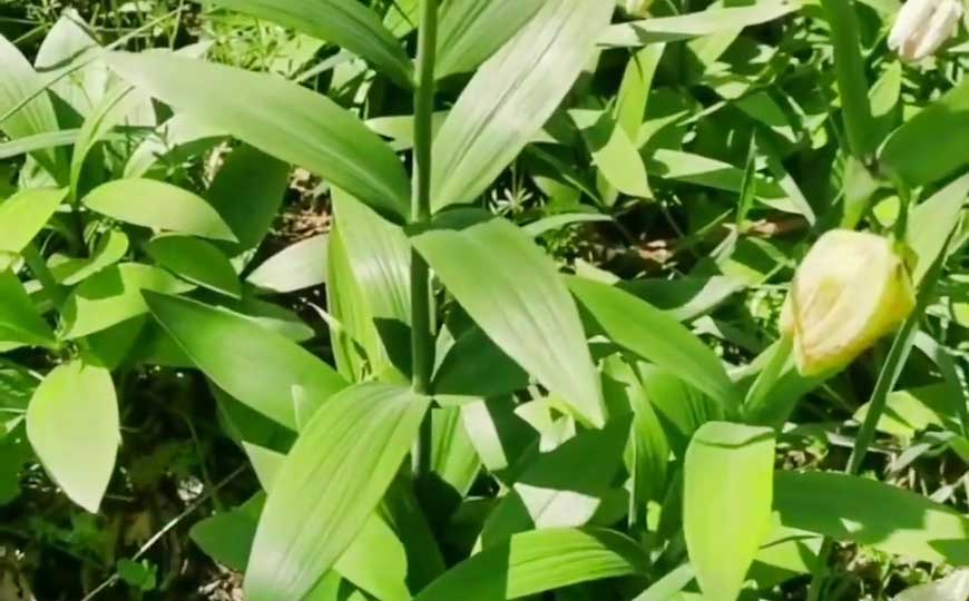 川贝是什么植物？