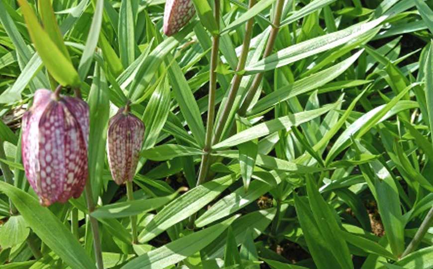 贝母花