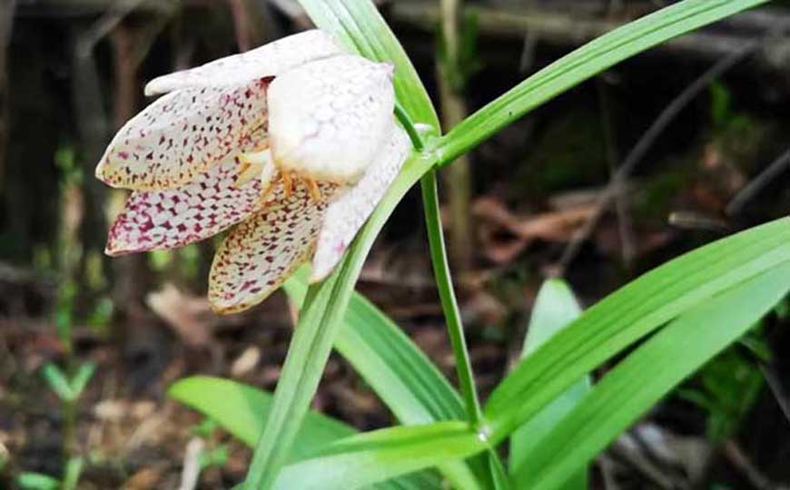 贝母花