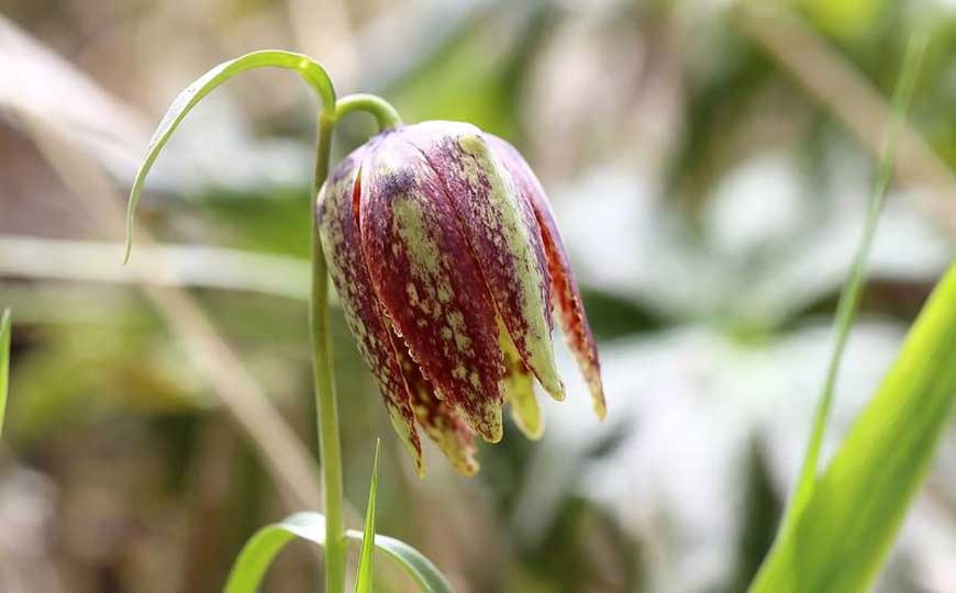 平贝母是什么植物？