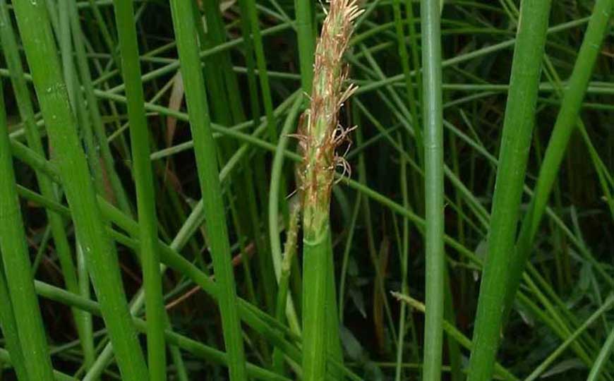 荸荠(马蹄、菩荠)
