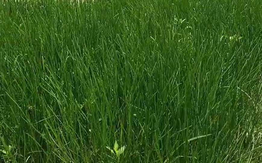 荸荠