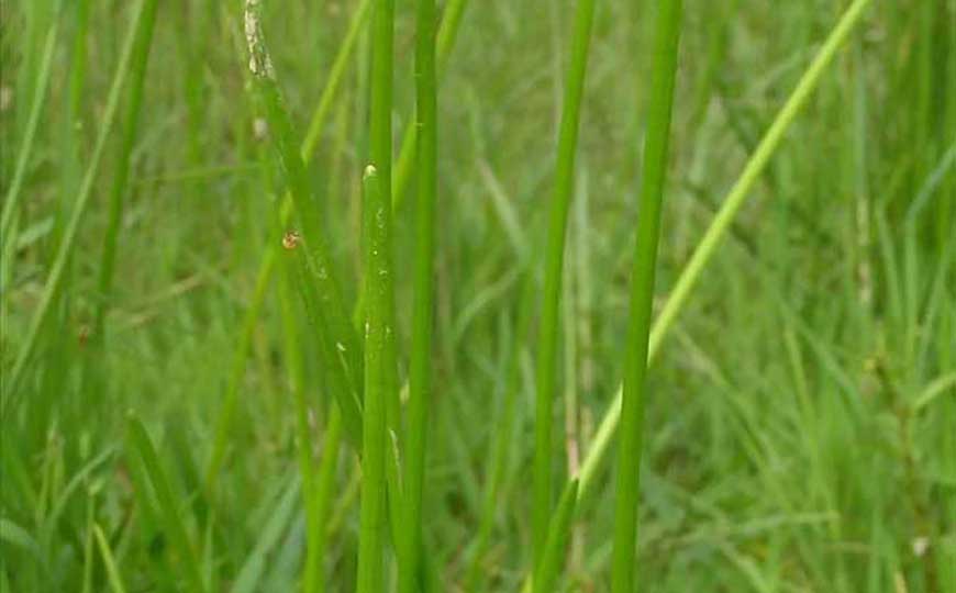 荸荠是什么植物？