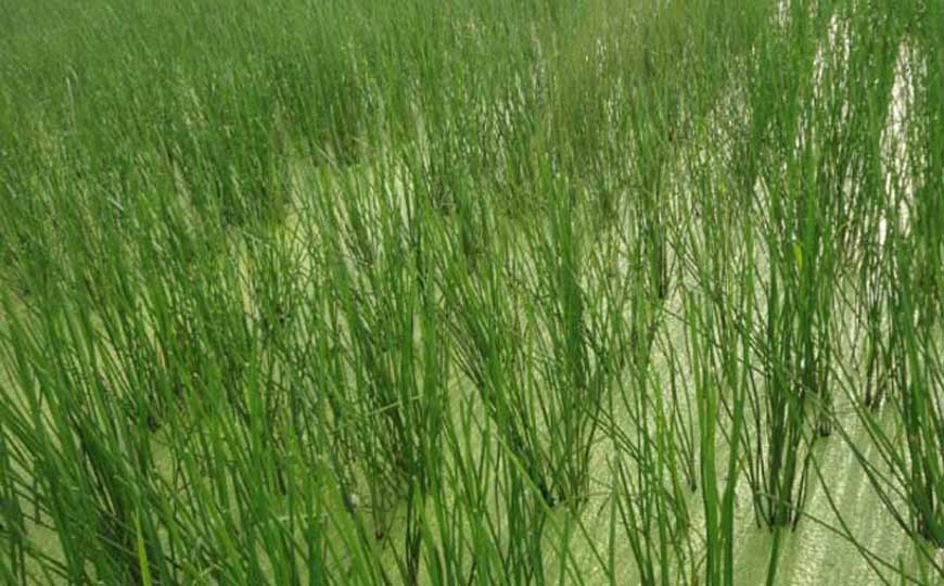 荸荠