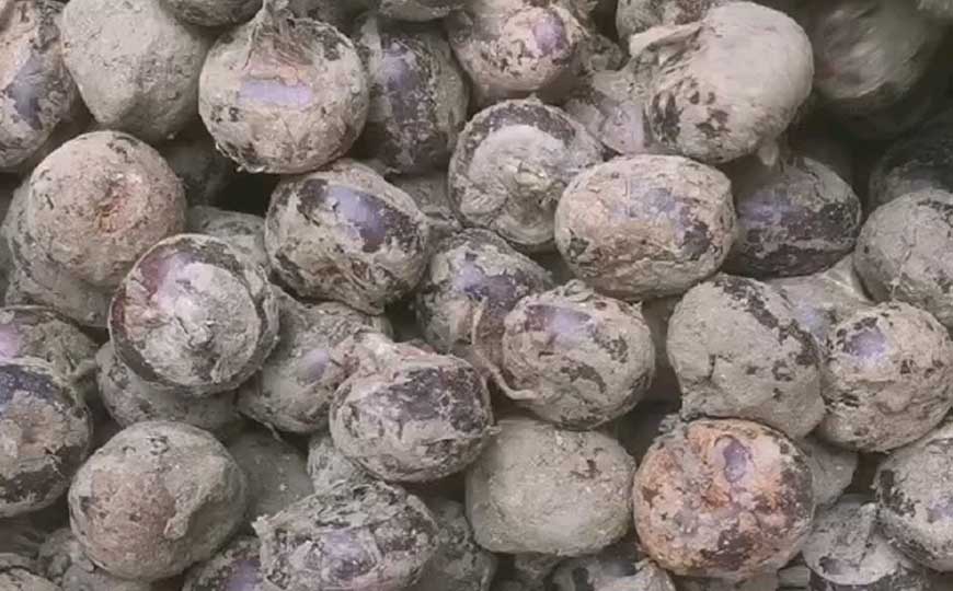 马蹄荸荠