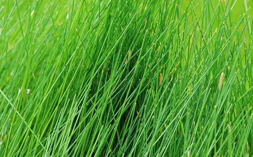 野荸荠