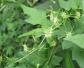 土贝母是什么植物？