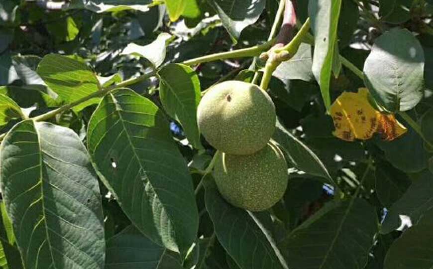 胡桃(核桃、山胡桃)