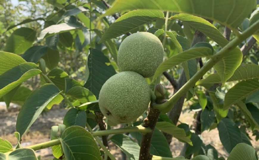 胡桃
