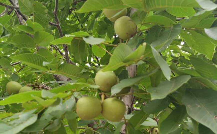核桃