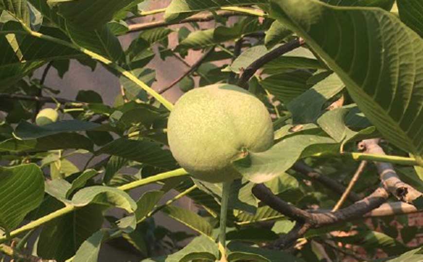 核桃树