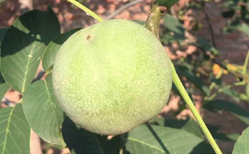 核桃树
