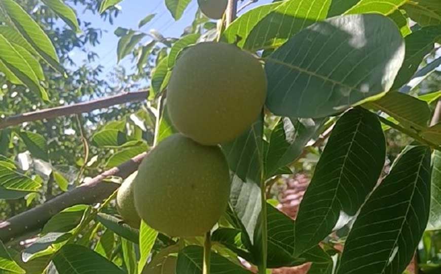 核桃树种植技术及病害防治