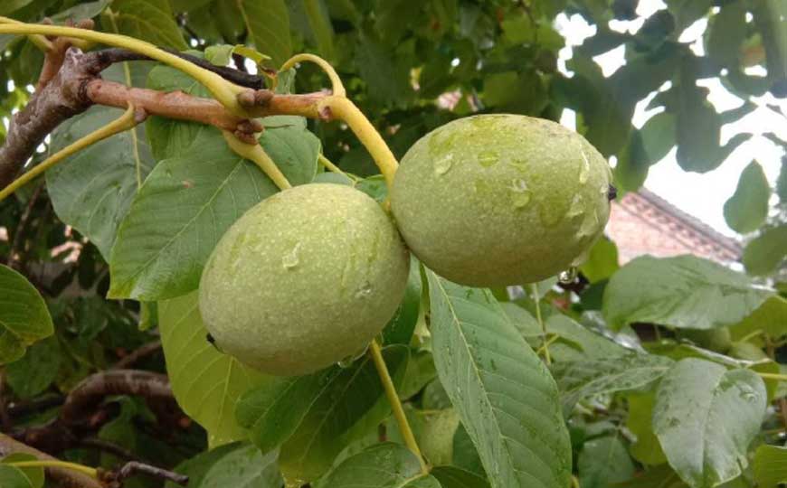 核桃树