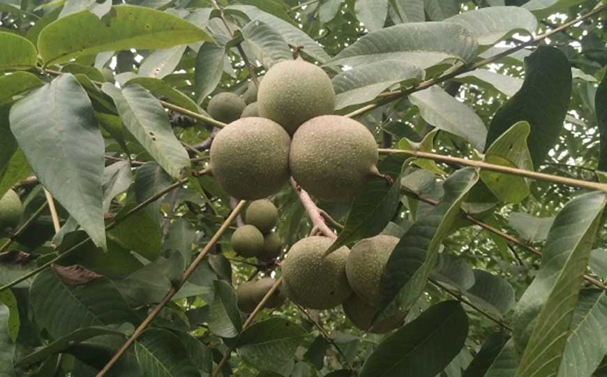 核桃树