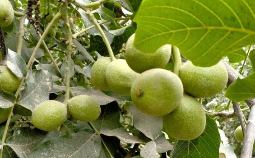 核桃树几年才能开花结果？
