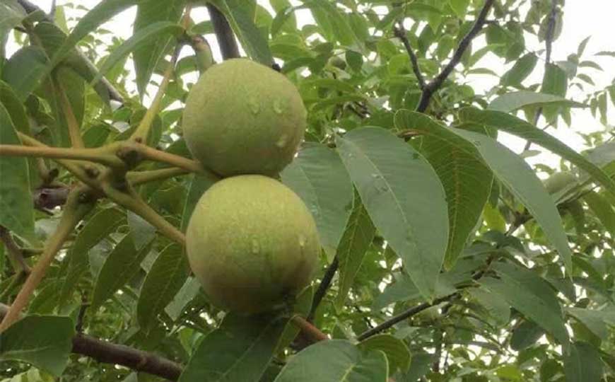 核桃树