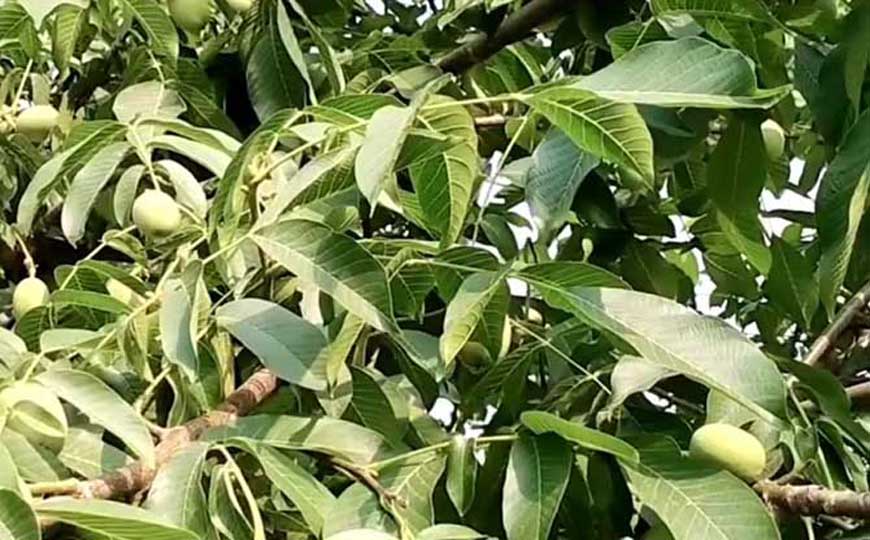 铁核桃是什么植物？