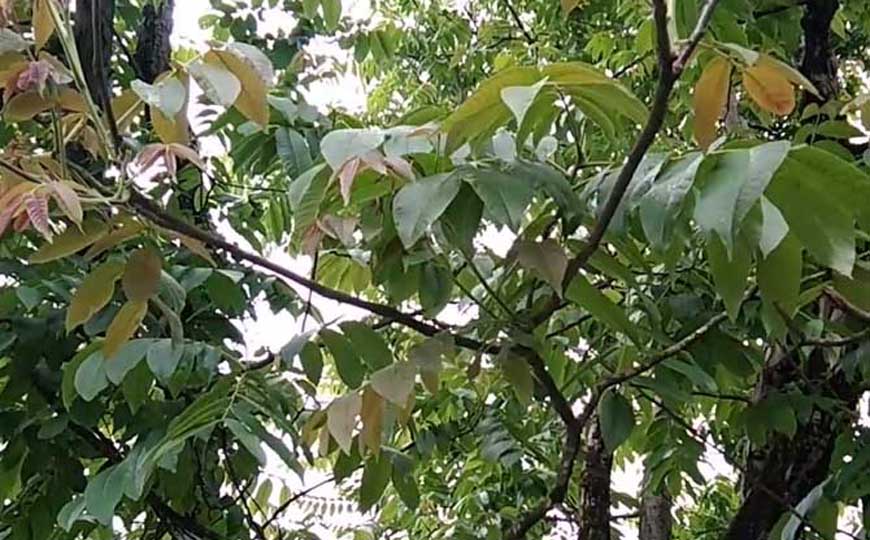 铁核桃