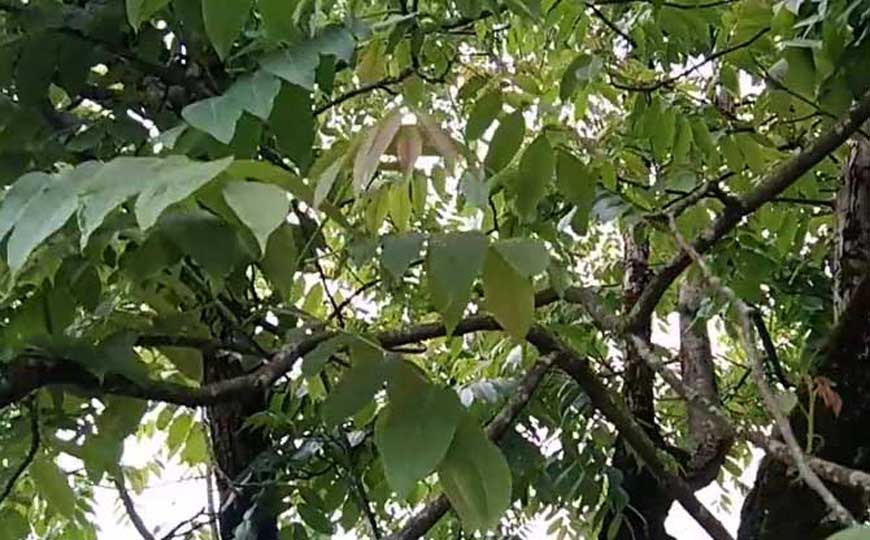铁核桃