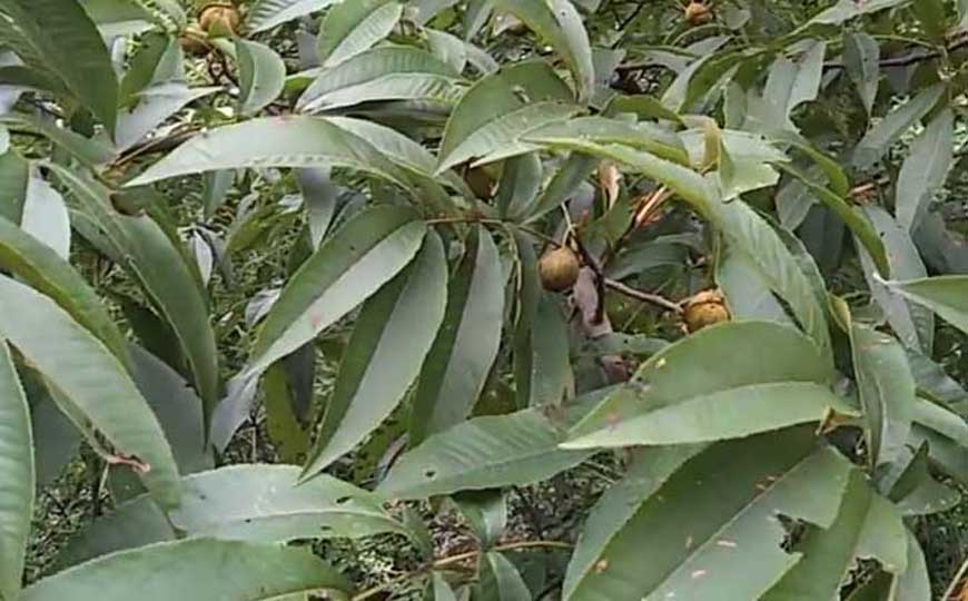 山核桃