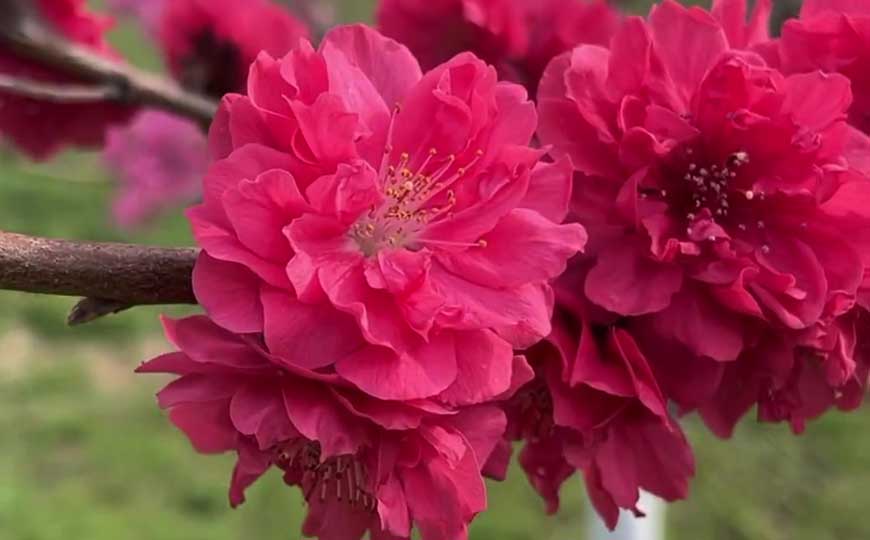 碧桃(千叶桃花、粉红碧桃)
