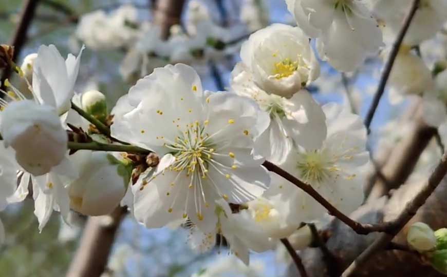 碧桃