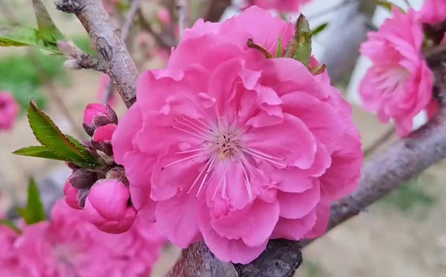 碧桃花是什么植物？