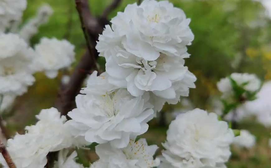 碧桃花
