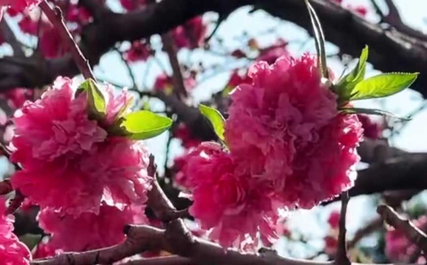 碧桃花