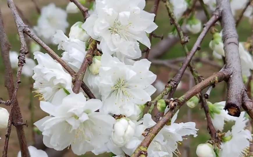 碧桃花