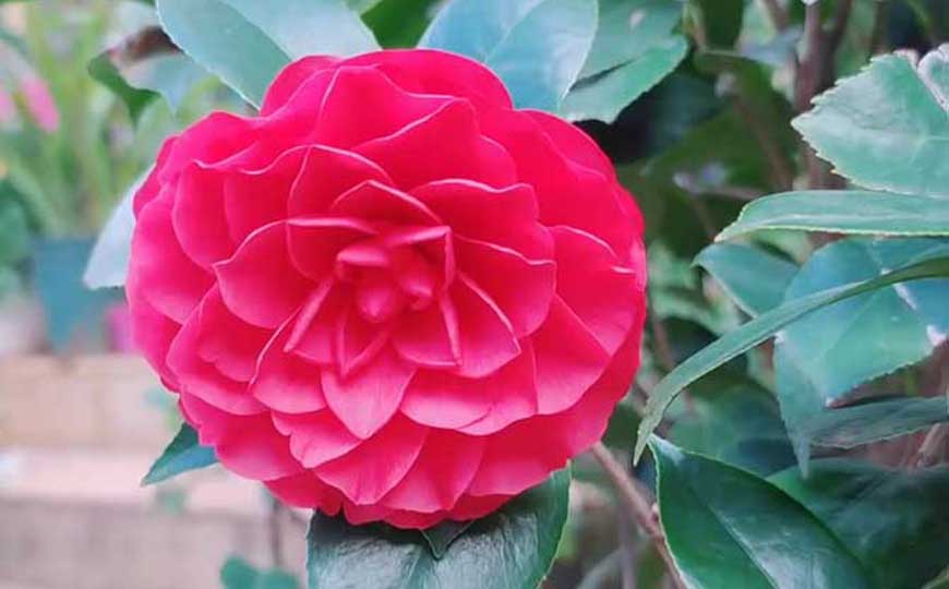 茶花(山茶花、玉茗花)