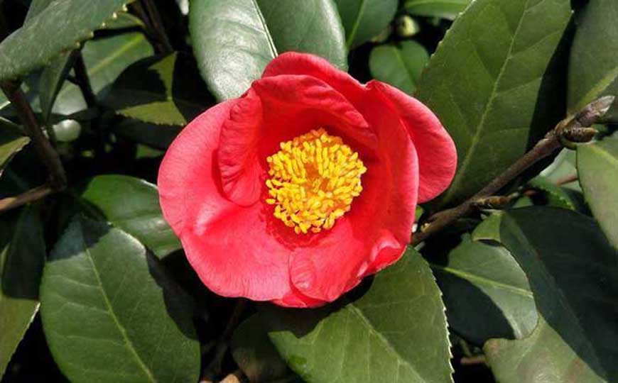 茶花