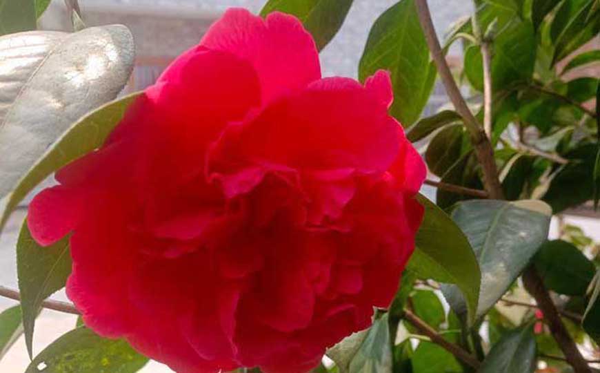 茶花