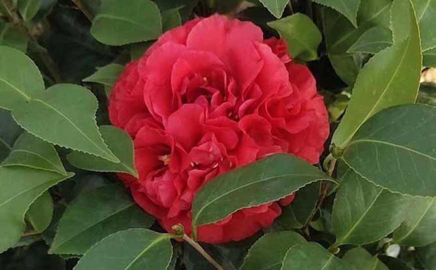 茶花