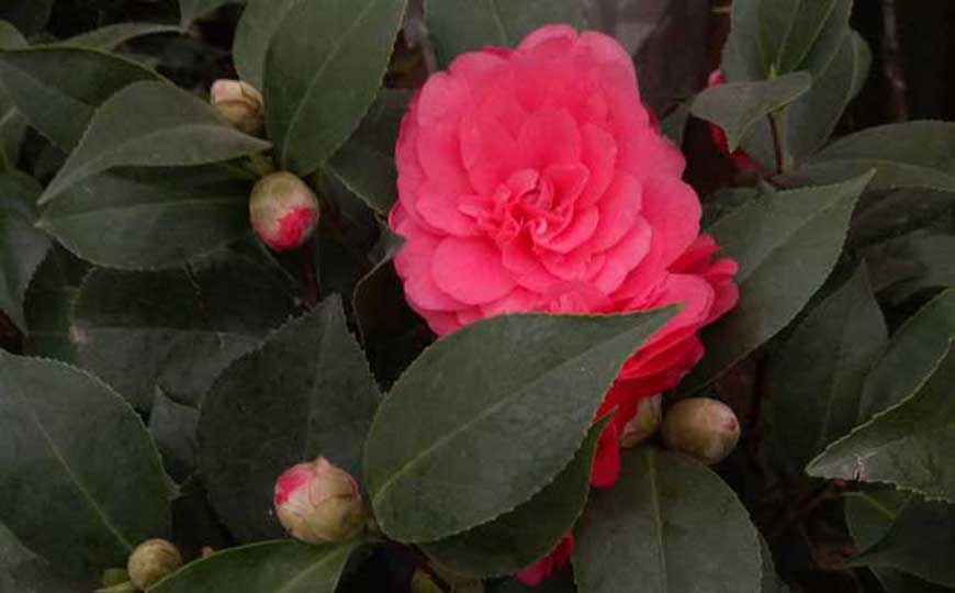 茶花