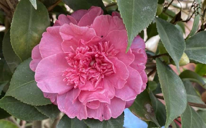 茶花