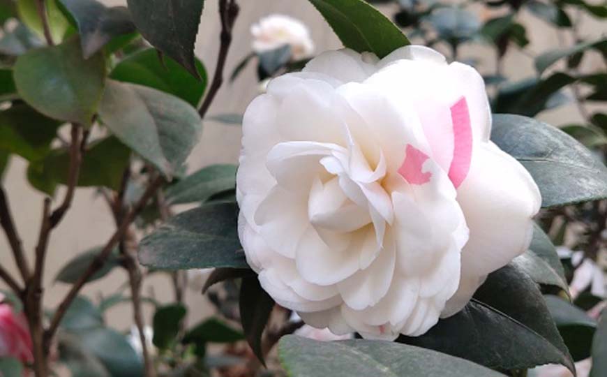茶花