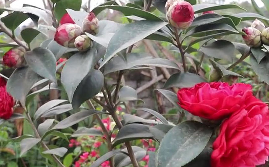 茶花