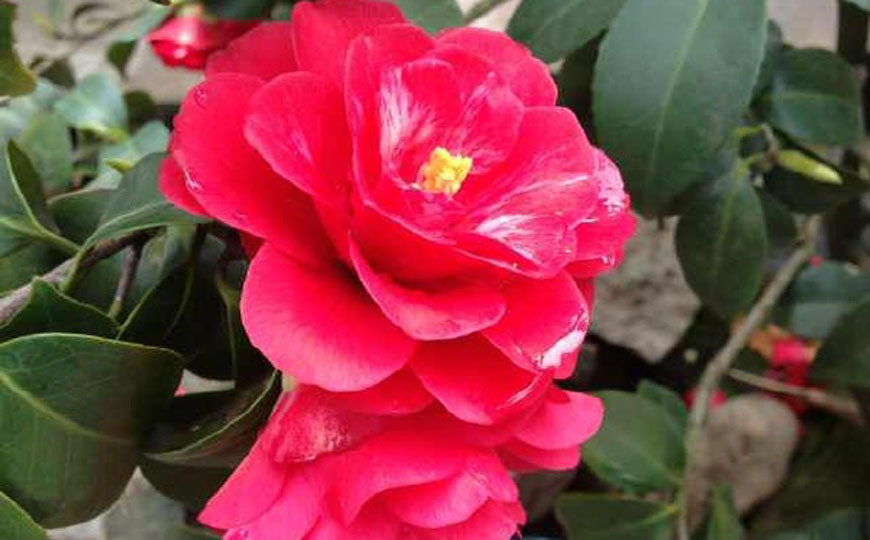 茶花