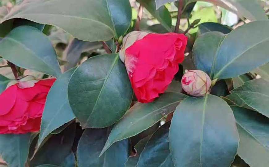 茶花