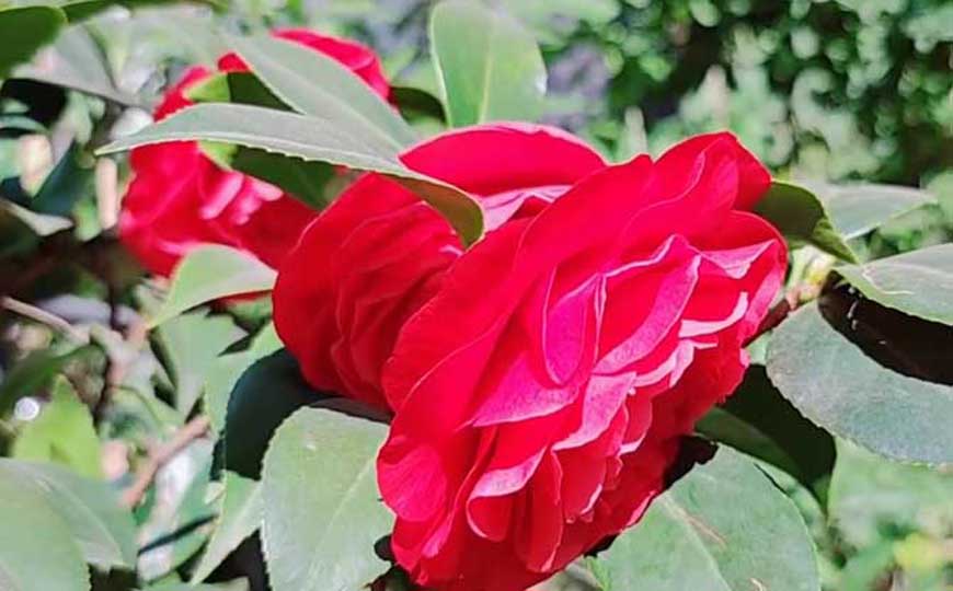 茶花