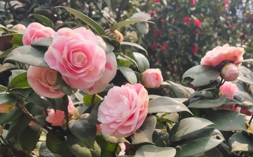 茶花