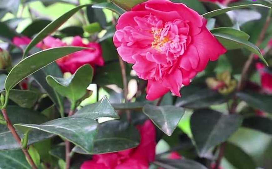 茶花