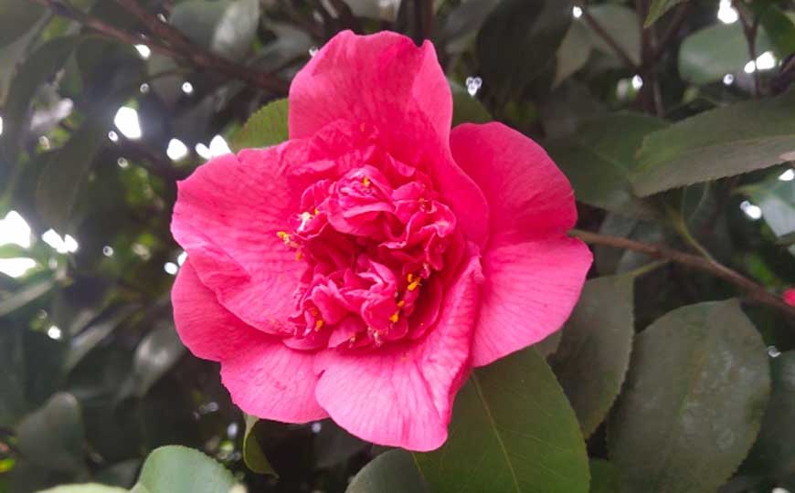 山茶花是什么植物？