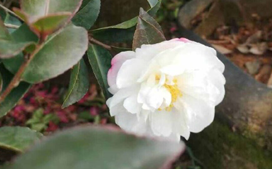 山茶花