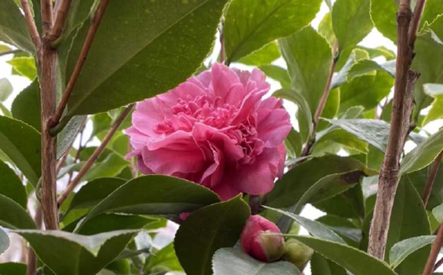 山茶花