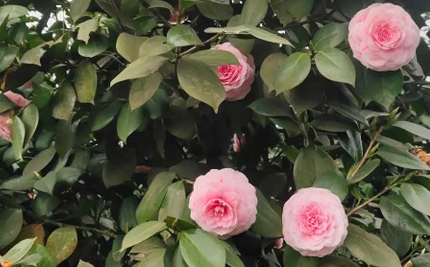 山茶花