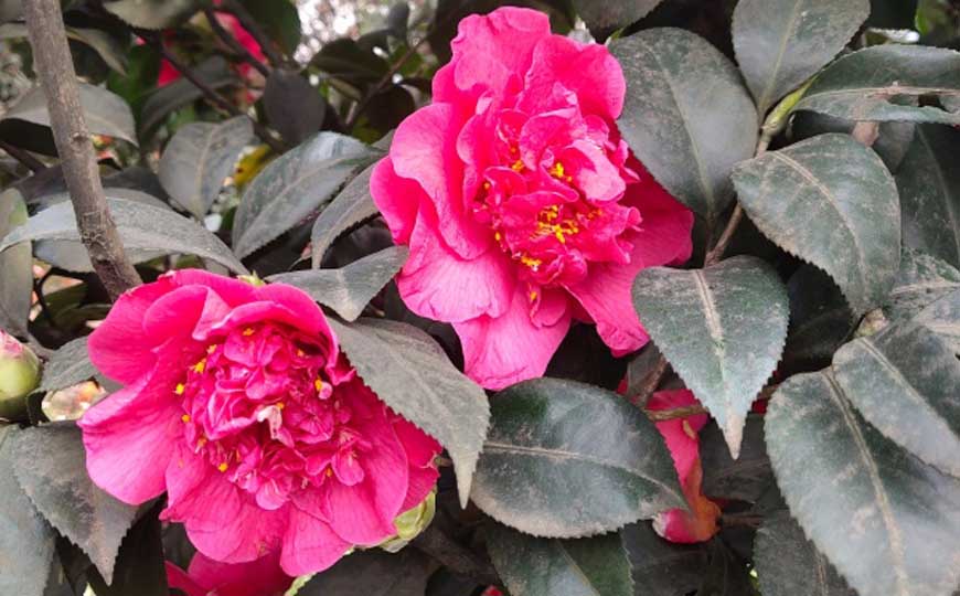 山茶花